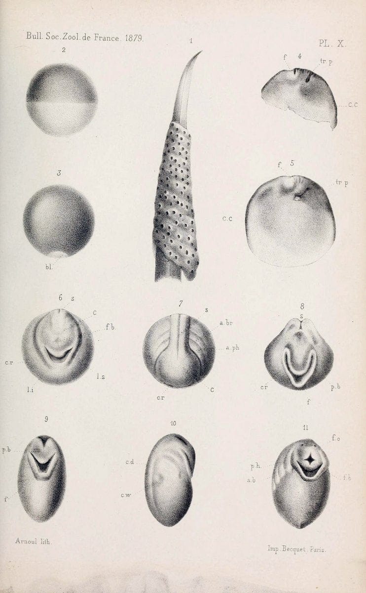 Bulletin de la SociÃ©tÃ© zoologique de France. t.4.Paris:SociÃ©tÃ© zoologique de France. |  | Vintage Print Reproduction 446949