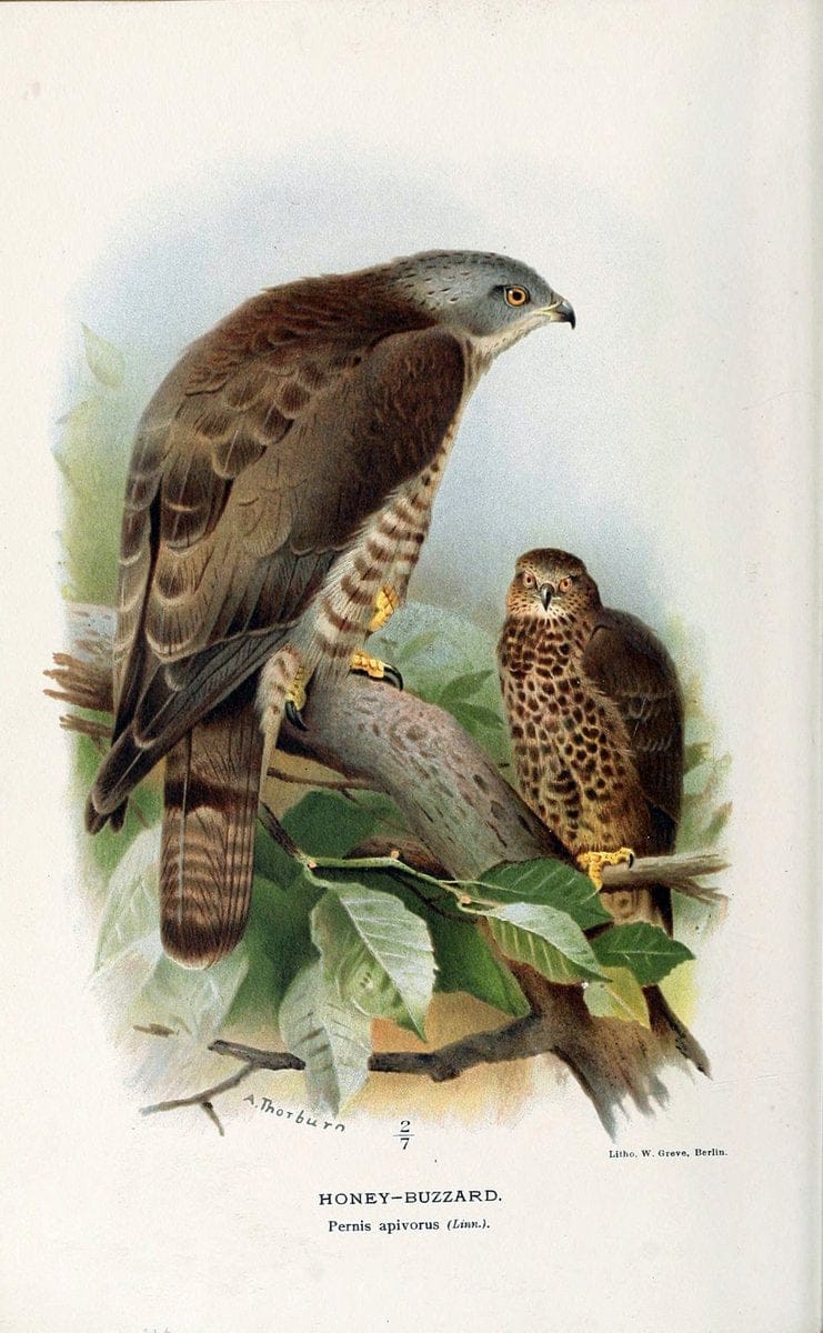 Coloured figures of the birds of the British Islands. v.1London :R. H. Porter,1885-1897. | Vintage Print Reproduction 446951