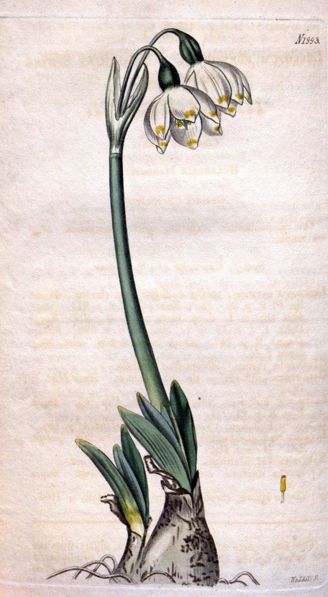 Curtis's botanical magazine. London ; New York [etc.] :Academic Press [etc.]. | "Botanical illustration" Botany Periodicals "Pictorial works" "Plants, Ornamental"  | Vintage Print Reproduction 446963