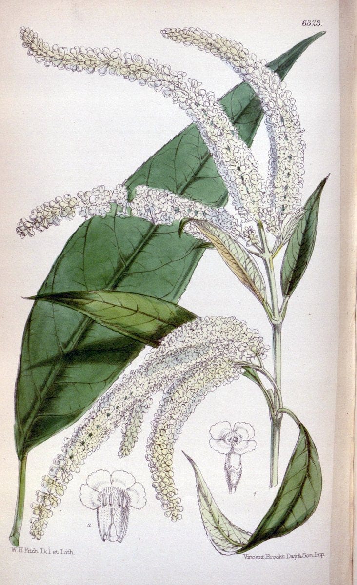 Curtis's botanical magazine. London ; New York [etc.] :Academic Press [etc.]. | "Botanical illustration" Botany Periodicals "Pictorial works" "Plants, Ornamental"  | Vintage Print Reproduction 446965
