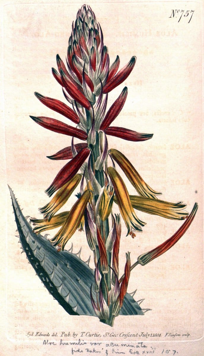 Curtis's botanical magazine..London ;New York [etc.] :Academic Press [etc.]. |  | Vintage Print Reproduction 446971