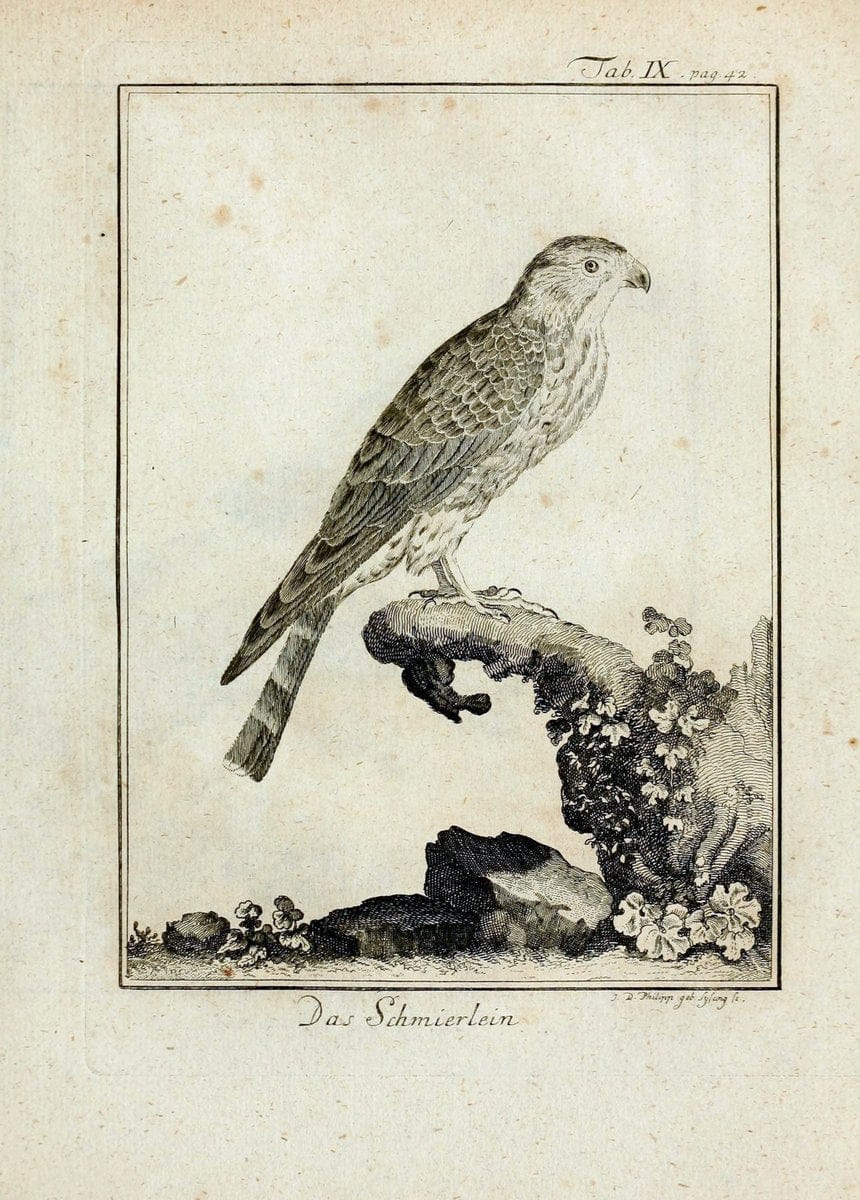 BÃ¼ffons Naturgeschichte der VÃ¶gel :.Leipzig :bey Hermann Heinrich Holle,1775-1782.. |  | Vintage Print Reproduction 446975