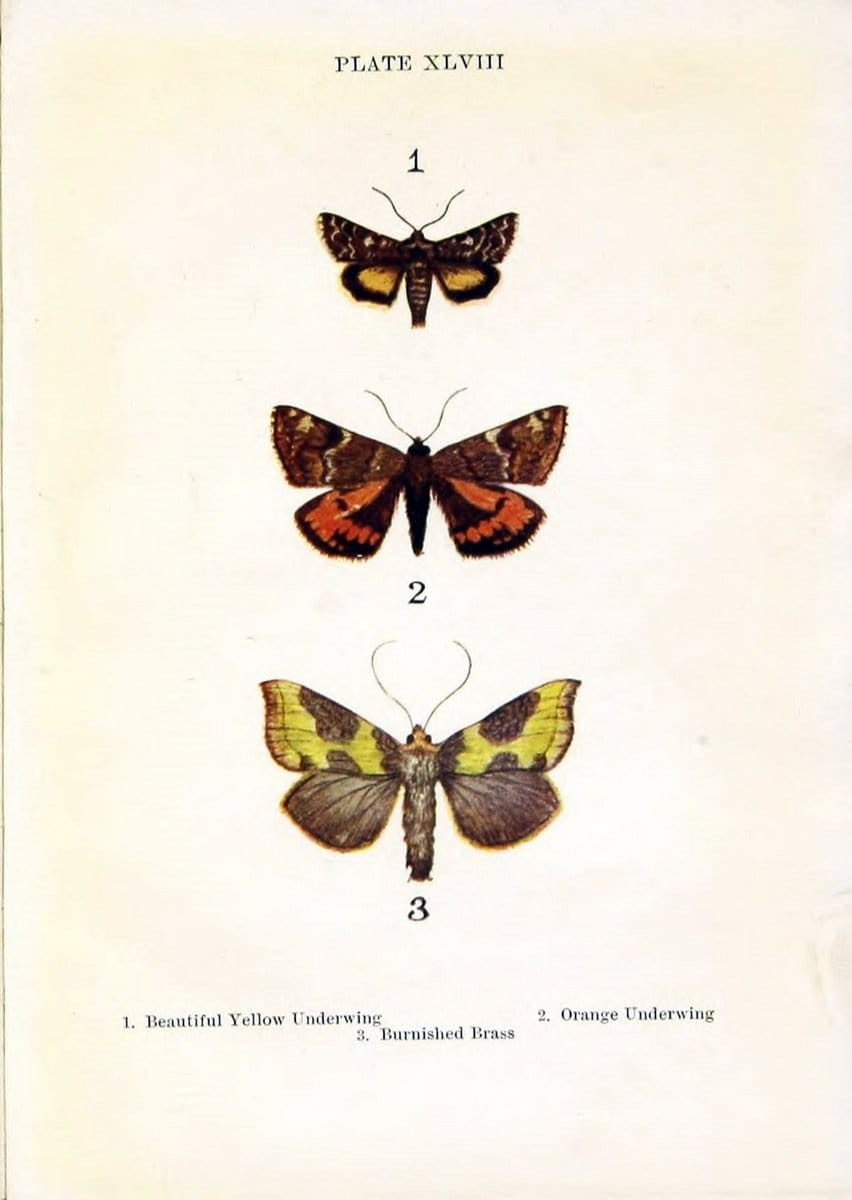 Butterflies and moths,.London & Edinburgh,T.C. & E.C. Jack[1910]. | Butterflies Moths "Cornell University Library" | Vintage Print Reproduction 446978