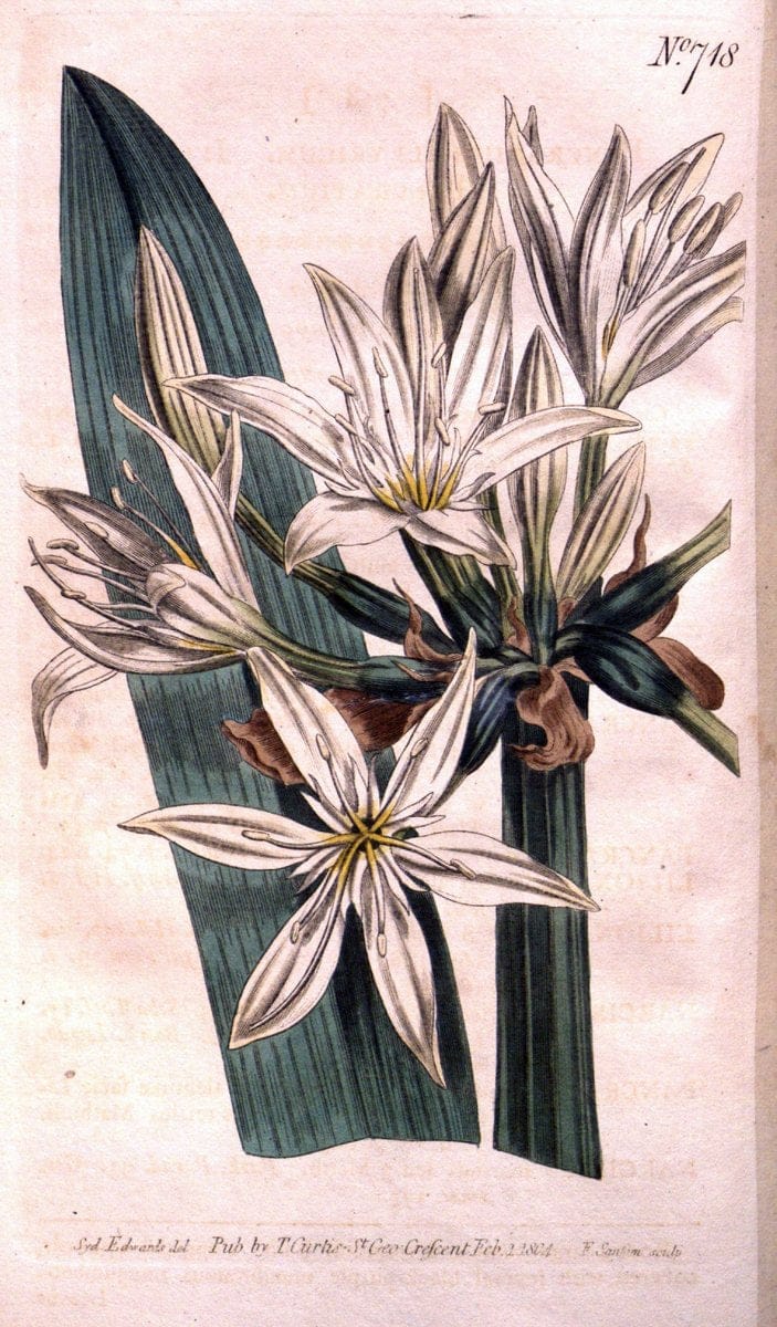 Curtis's botanical magazine..London ;New York [etc.] :Academic Press [etc.]. |  | Vintage Print Reproduction 447011