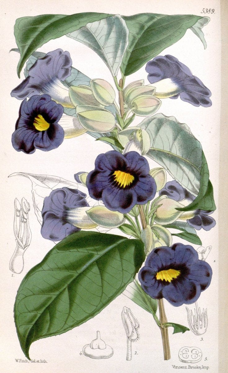 Curtis's botanical magazine. London ;New York [etc.] :Academic Press [etc.]. | Botany Periodicals "Pictorial works"  | Vintage Print Reproduction 447015
