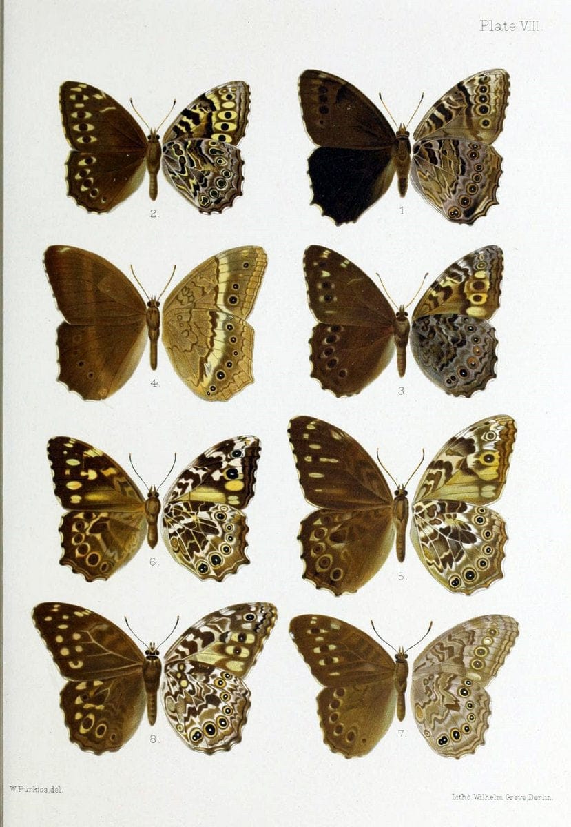 Butterflies from China, Japan, and Corea. London,R.H. Porter,1892-94.  | Butterflies China Japan Korea  | Vintage Print Reproduction 447020