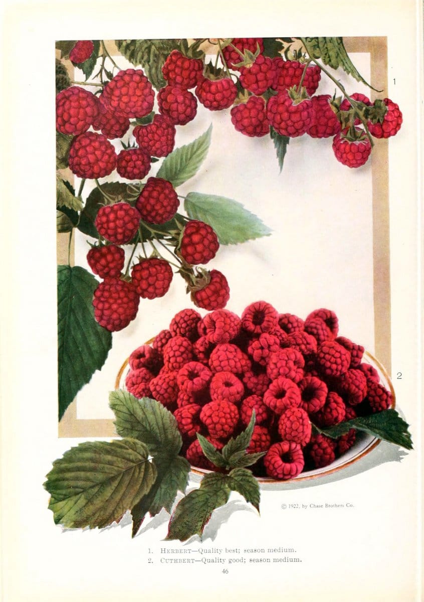 Chase fruit and flowers in natural colorsRochester, N.Y.,Chase brothers company[c1922] | Vintage Print Reproduction 447023