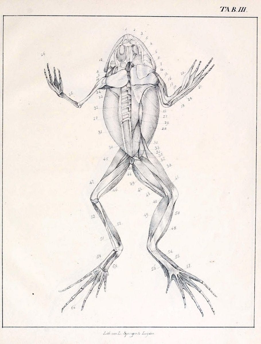 Dragable Image