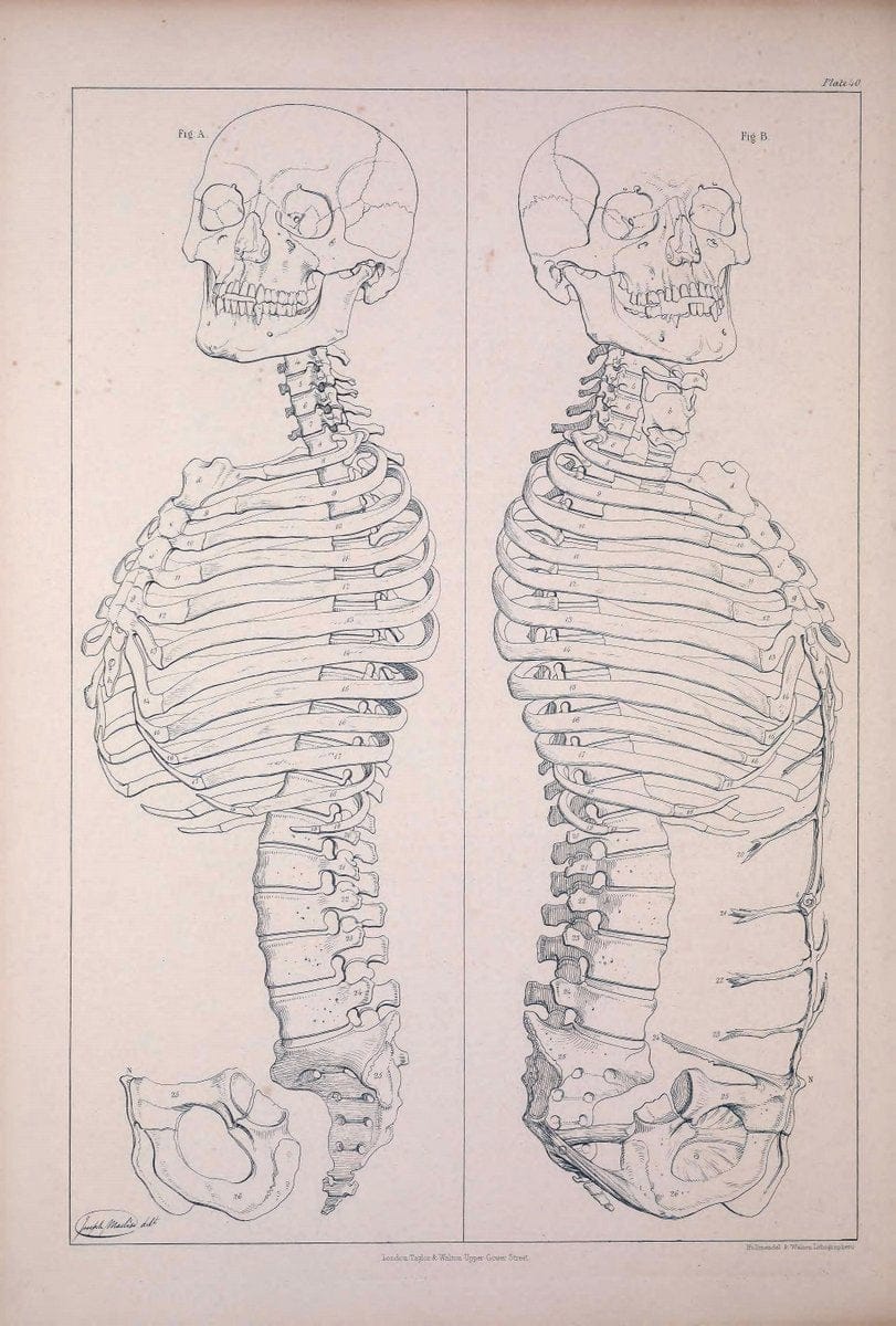 Comparative osteology:.London,Taylor and Walton,1847.  | Bones | Vintage Print Reproduction 447027