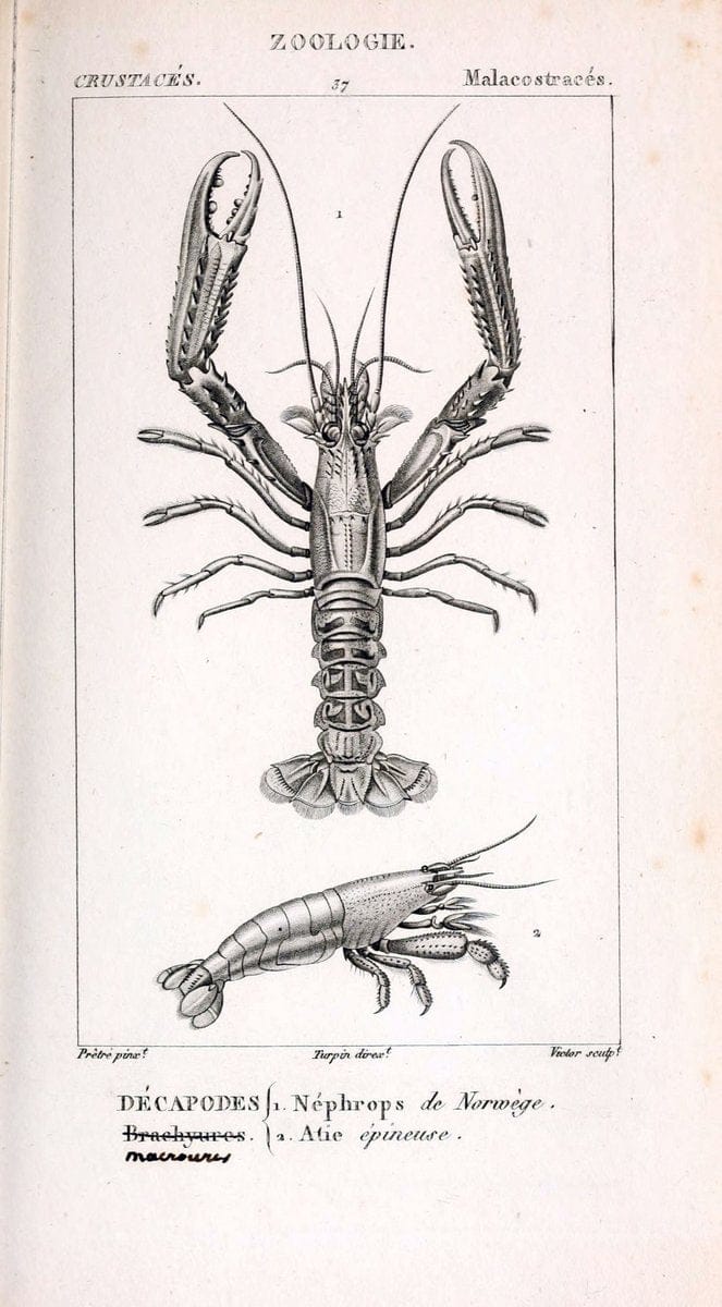 ConsidÃ©rations gÃ©nÃ©rales sur la classe des crustacÃ©s :.Paris :F.G. Levrault,1825.  | Crustacea France Zoology  | Vintage Print Reproduction 447029