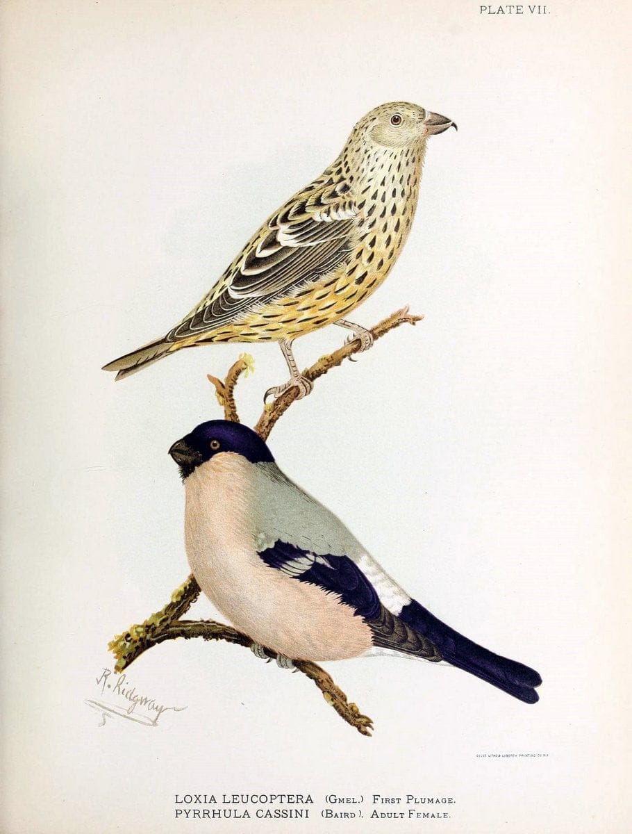 Contributions to the natural history of Alaska. Washington,Govt. Print. Off.1886.  | Alaska "Description and travel" Meteorology "Natural history" | Vintage Print Reproduction 447030