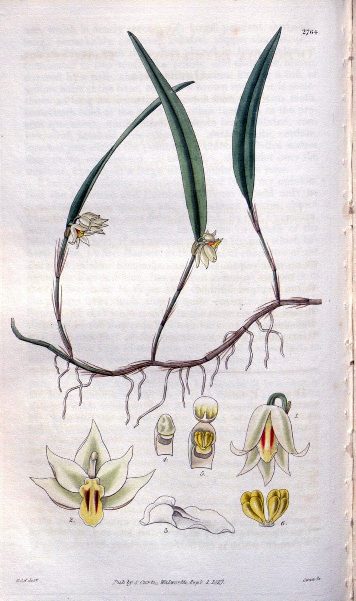 Curtis's botanical magazine..London ;New York [etc.] :Academic Press [etc.]. |  | Vintage Print Reproduction 447047