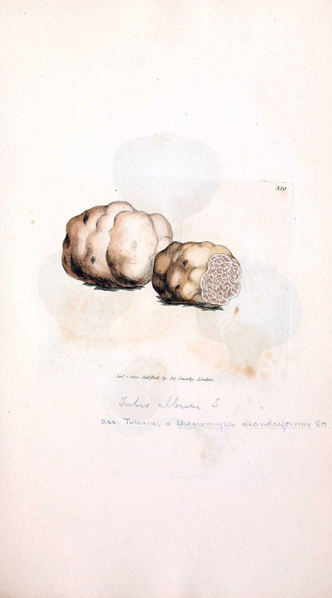 Coloured figures of English fungi or mushrooms. London,Printed by J. Davis,1797-[1809]. | England Mushrooms  | Vintage Print Reproduction 447054