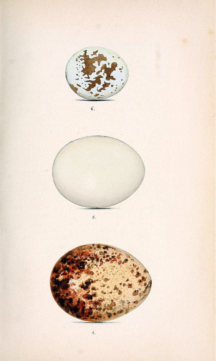 Coloured illustrations of British birds, and their eggs /.London :G.W. Nickisson,1842-1850.. |  | Vintage Print Reproduction 447055