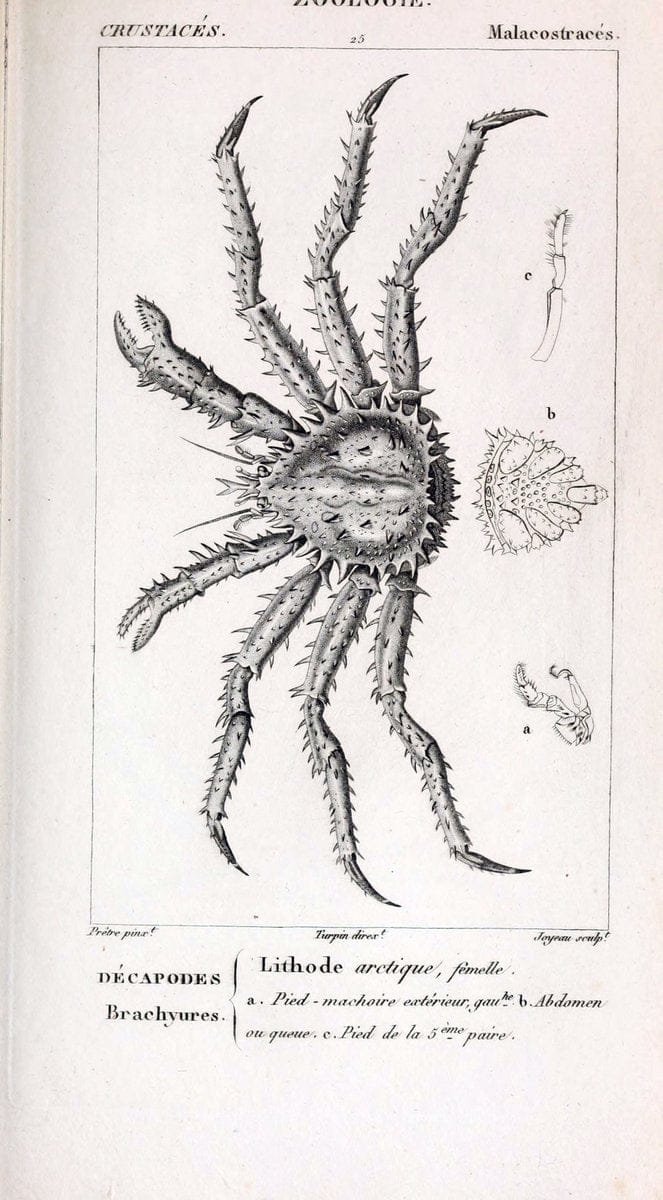 ConsidÃ©rations gÃ©nÃ©rales sur la classe des crustacÃ©s :.Paris :F.G. Levrault,1825.  | Crustacea France Zoology  | Vintage Print Reproduction 447058