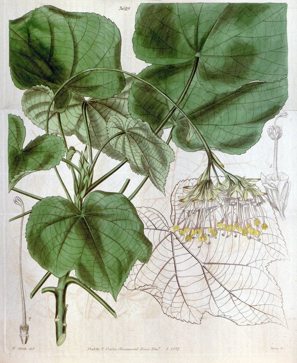 Curtis's botanical magazine. London ; New York [etc.] :Academic Press [etc.]. | "Botanical illustration" Botany Periodicals "Pictorial works" "Plants, Ornamental"  | Vintage Print Reproduction 447075