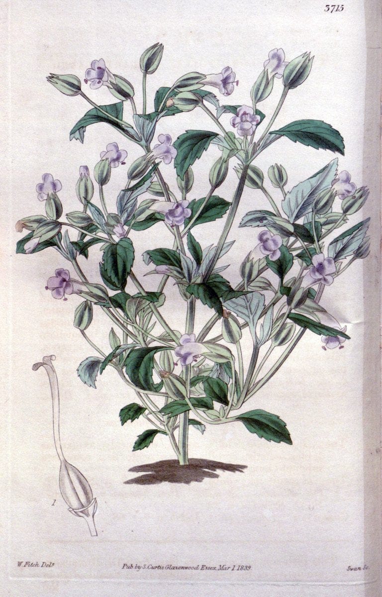 Curtis's botanical magazine..London ;New York [etc.] :Academic Press [etc.]. |  | Vintage Print Reproduction 447077