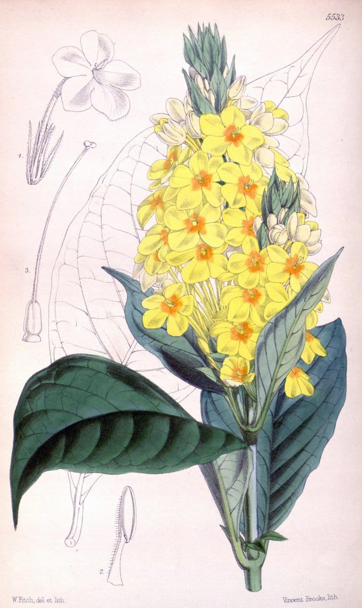 Curtis's botanical magazine..London ;New York [etc.] :Academic Press [etc.]. |  | Vintage Print Reproduction 447079