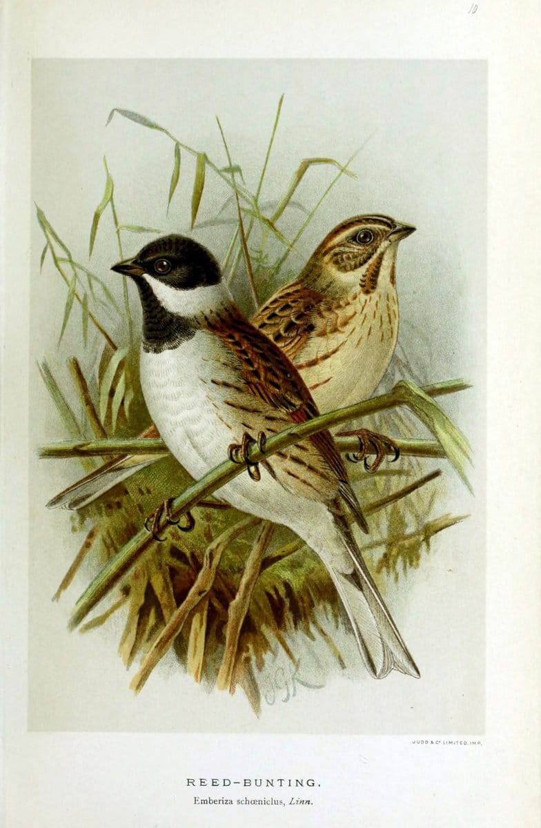 Coloured figures of the birds of the British Islands | "Common Reed Bunting" "taxonomy:binomial=Emberiza schoeniclus" Birds "Great Britain"  | Vintage Print Reproduction 447086