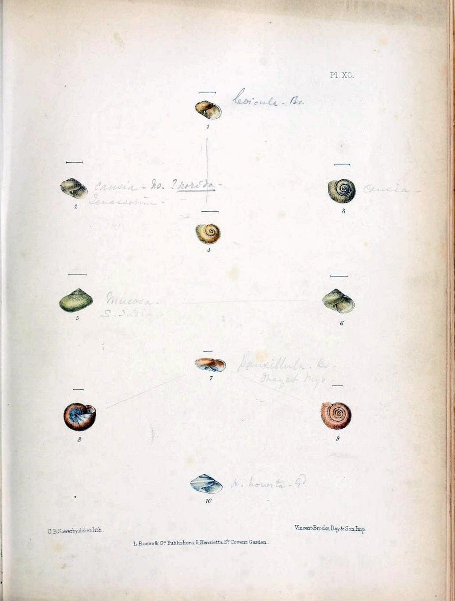 Conchologia indica,.London,1870-1876.. |  | Vintage Print Reproduction 447088