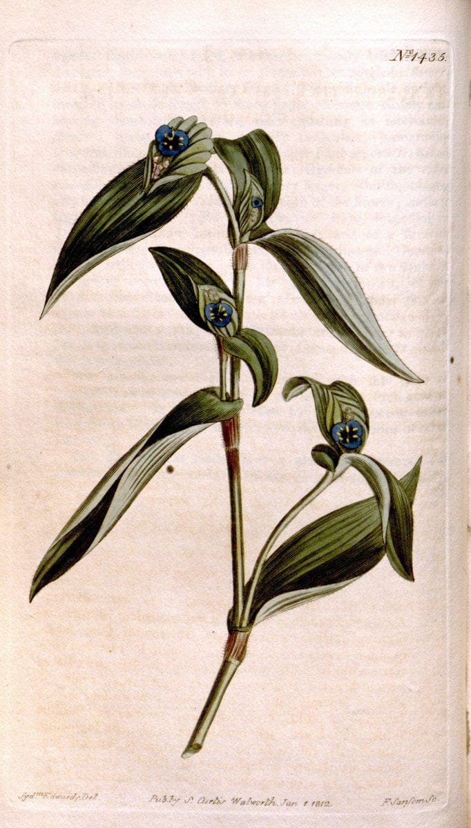 Curtis's botanical magazine..London ;New York [etc.] :Academic Press [etc.]. |  | Vintage Print Reproduction 447105