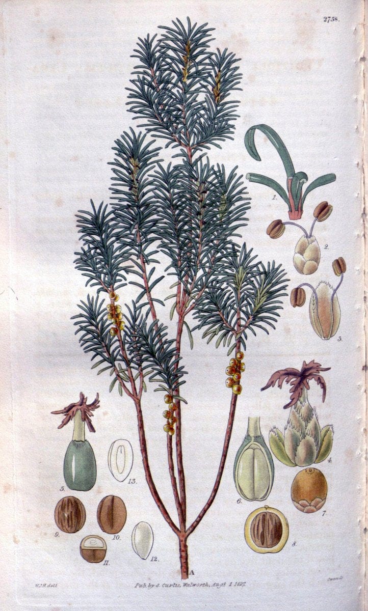 Curtis's botanical magazine..London ;New York [etc.] :Academic Press [etc.]. |  | Vintage Print Reproduction 447106