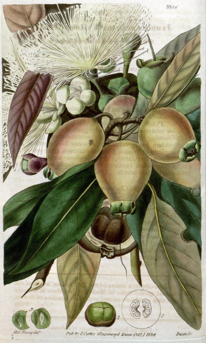 Curtis's botanical magazine..London ;New York [etc.] :Academic Press [etc.]. |  | Vintage Print Reproduction 447107