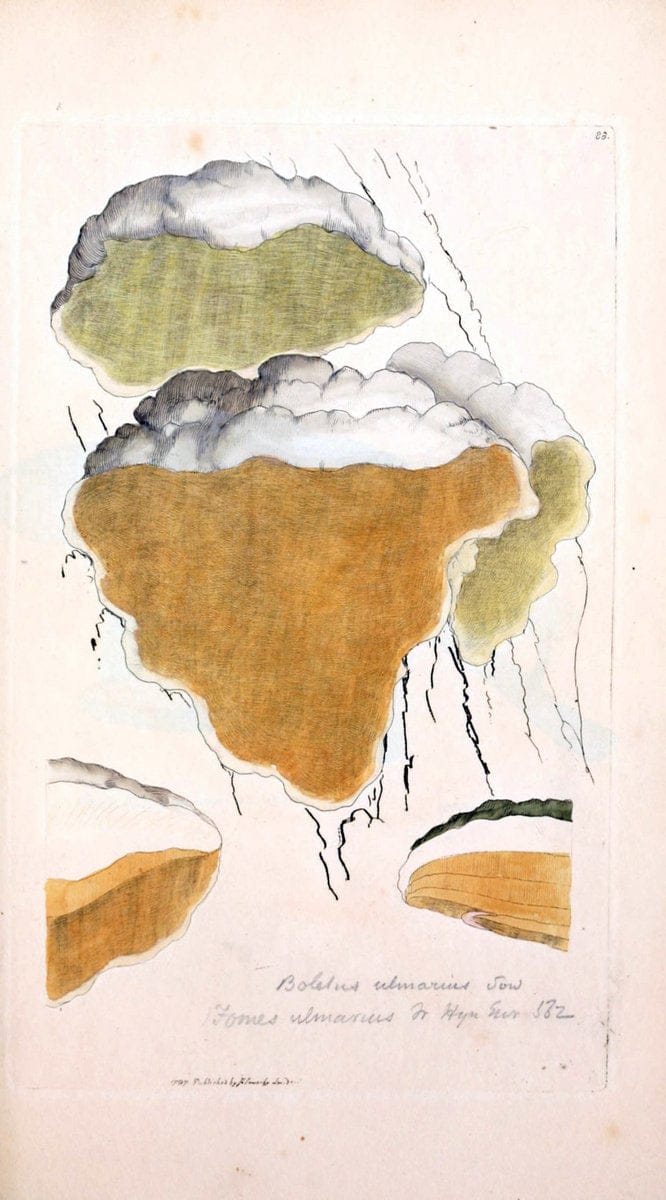 Coloured figures of English fungi or mushrooms. London,Printed by J. Davis,1797-[1809]. | England Mushrooms  | Vintage Print Reproduction 447111