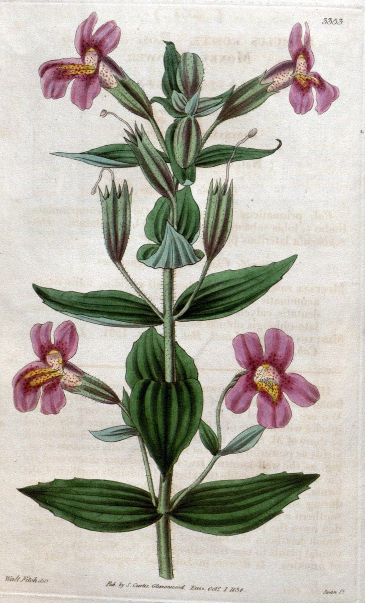 Curtis's botanical magazine..London ;New York [etc.] :Academic Press [etc.]. |  | Vintage Print Reproduction 447134