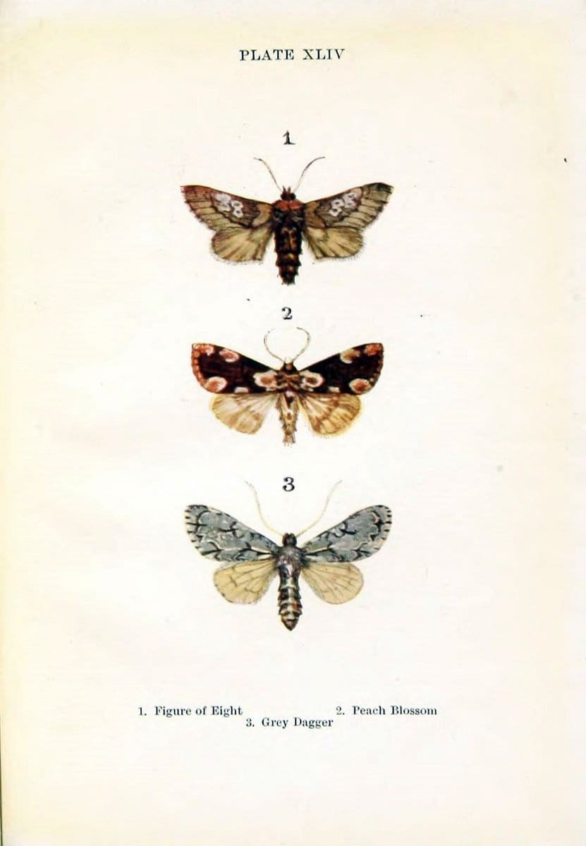 Butterflies and moths,.London & Edinburgh,T.C. & E.C. Jack[1910]. | Butterflies Moths "Cornell University Library" | Vintage Print Reproduction 447145