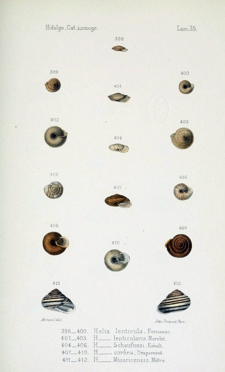 Catalogo iconografico y descriptivo de los moluscos terrestres de EspaÃ Â±a, Portugal y la | "Balearic Islands" Mollusks Portugal Spain  | Vintage Print Reproduction 447146
