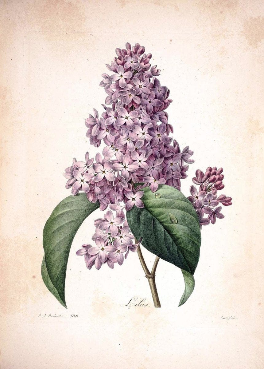 Choix des plus belles fleurs :.Paris:Ernest Panckoucke,[1833].. |  | Vintage Print Reproduction 447148