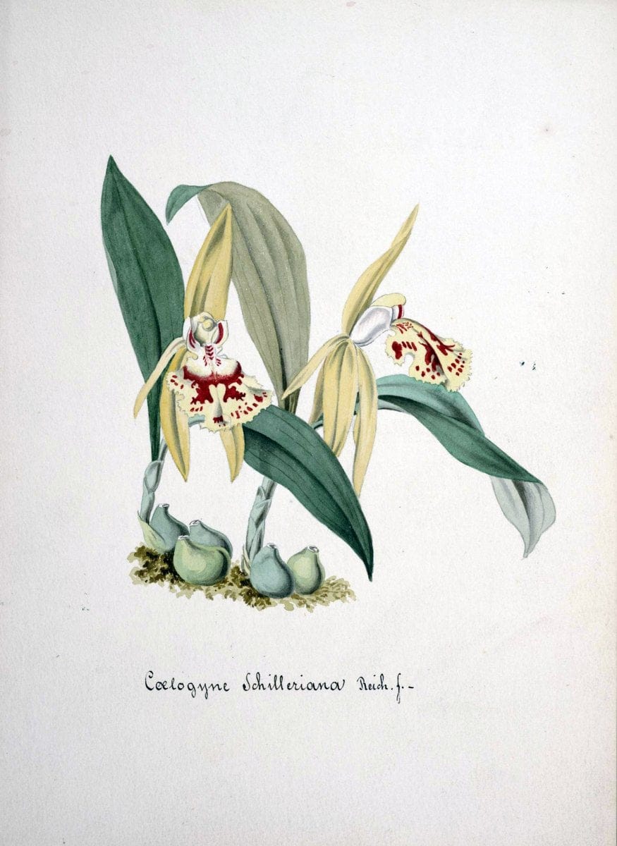 Collection d'orchideÃŒÂes.[S.l. :s.n.,18--]. | "Botanical illustration" Orchidaceae "Orchidaceae in art" "Pictorial works"  | Vintage Print Reproduction 447149