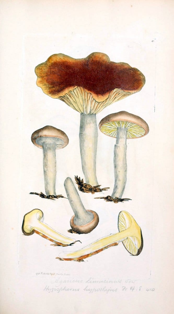 Coloured figures of English fungi or mushrooms. London,Printed by J. Davis,1797-[1809]. | England Mushrooms  | Vintage Print Reproduction 447151