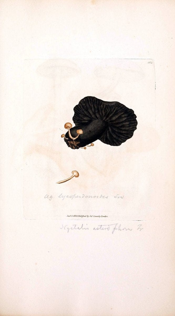 Coloured figures of English fungi or mushrooms. London,Printed by J. Davis,1797-[1809]. | England Mushrooms  | Vintage Print Reproduction 447177