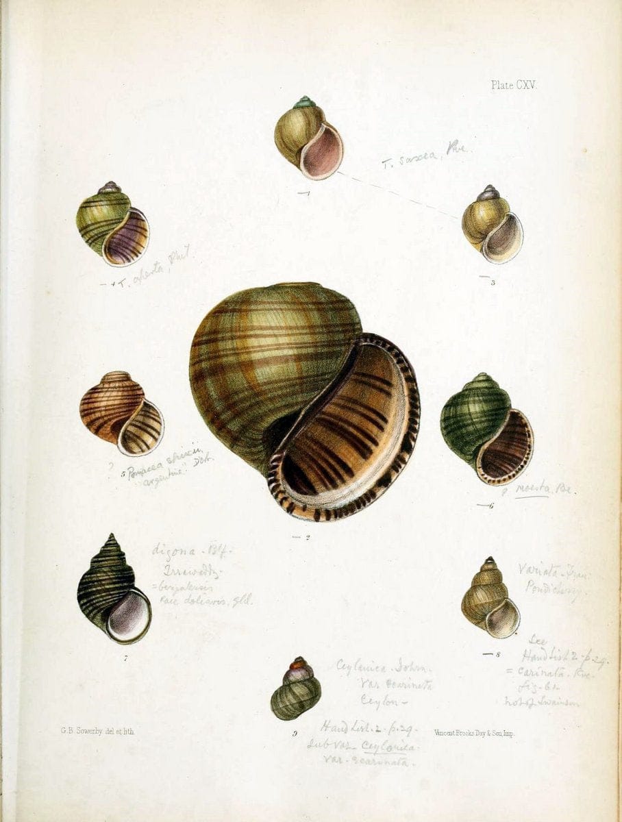 Conchologia indica,.London,1870-1876.. |  | Vintage Print Reproduction 447182