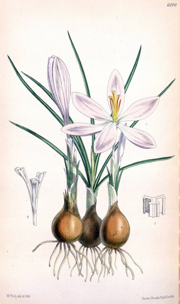 Curtis's botanical magazine. London ; New York [etc.] :Academic Press [etc.]. | "Botanical illustration" Botany Periodicals "Pictorial works" "Plants, Ornamental"  | Vintage Print Reproduction 447201