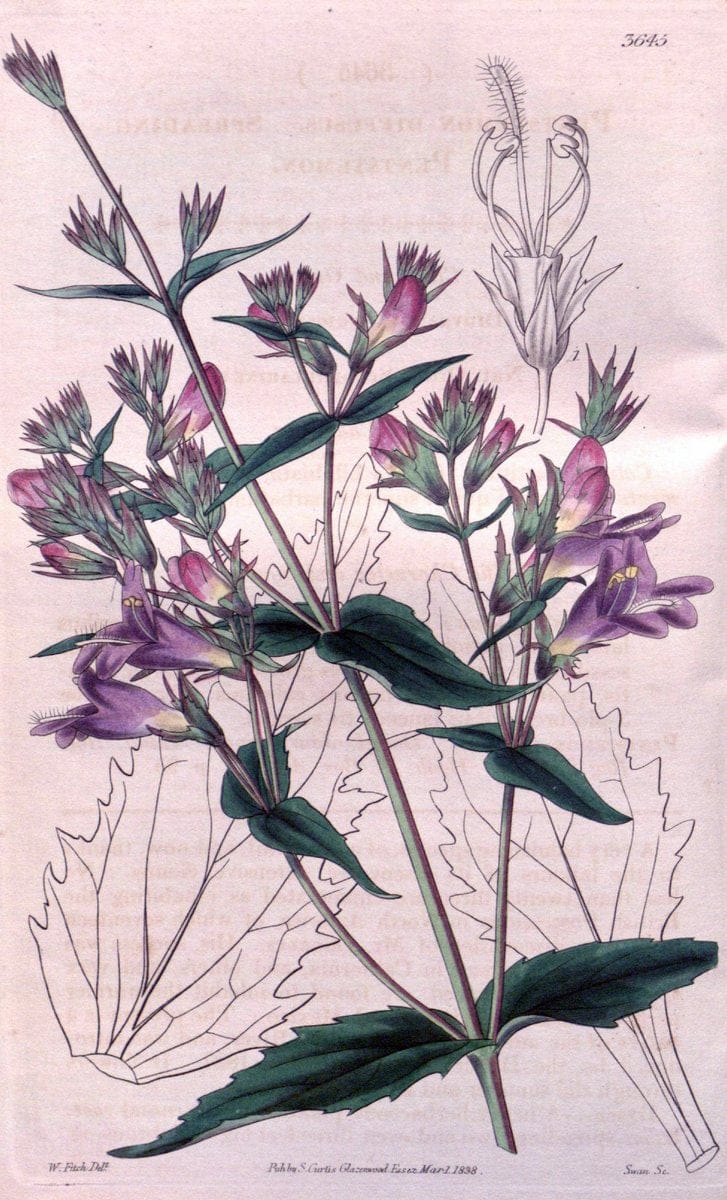 Curtis's botanical magazine..London ;New York [etc.] :Academic Press [etc.]. |  | Vintage Print Reproduction 447205
