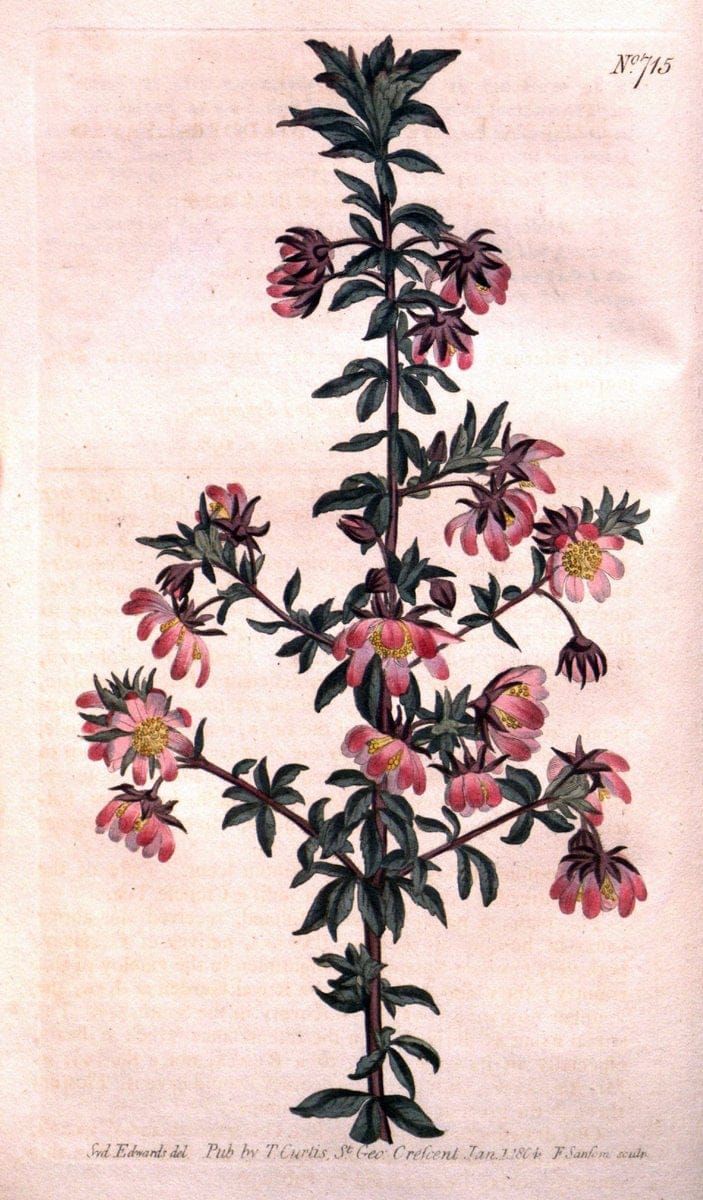 Curtis's botanical magazine..London ;New York [etc.] :Academic Press [etc.]. |  | Vintage Print Reproduction 447206
