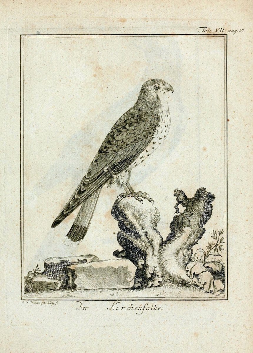 BÃ¼ffons Naturgeschichte der VÃ¶gel :.Leipzig :bey Hermann Heinrich Holle,1775-1782.. |  | Vintage Print Reproduction 447212