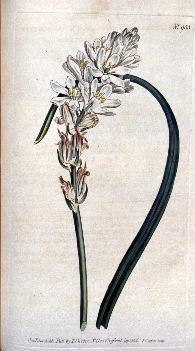 Curtis's botanical magazine. London ;New York [etc.] :Academic Press [etc.]. | Botany Periodicals "Pictorial works"  | Vintage Print Reproduction 447237
