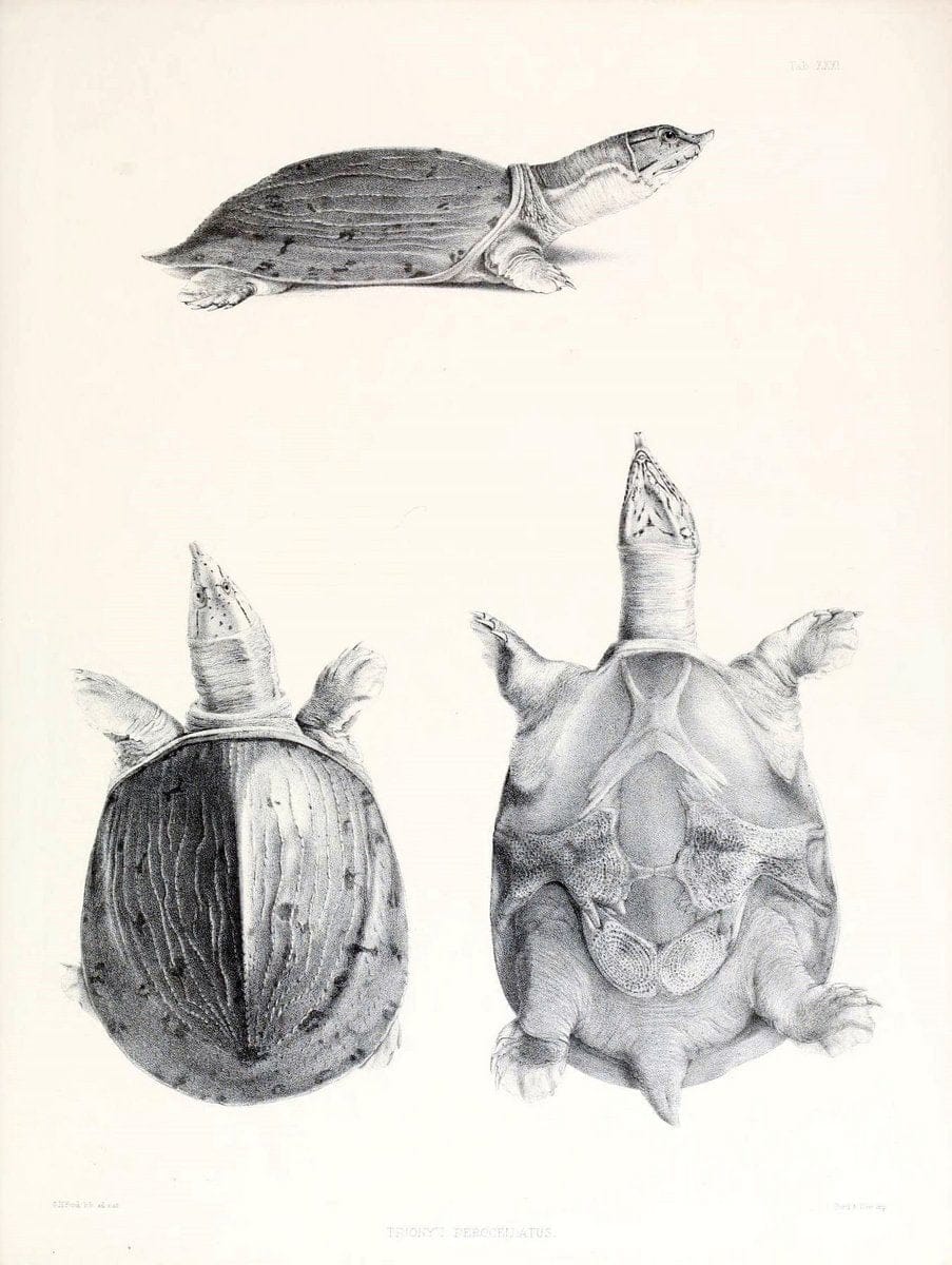 Catalogue of shield reptiles in the collection of the British Museum /.London :Printed by order of the Trustees,1855-1872.  | Vintage Print Reproduction 447240