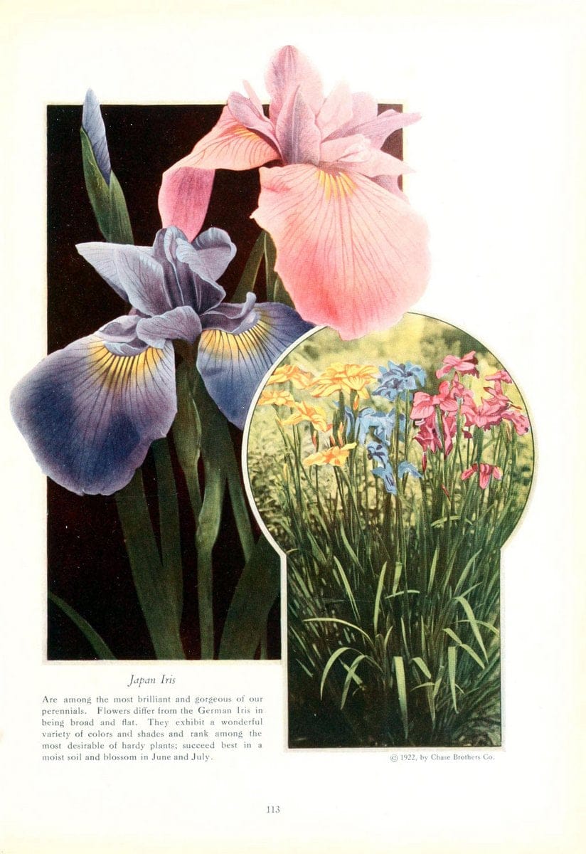 Chase fruit and flowers in natural colorsRochester, N.Y.,Chase brothers company[c1922] | Vintage Print Reproduction 447242