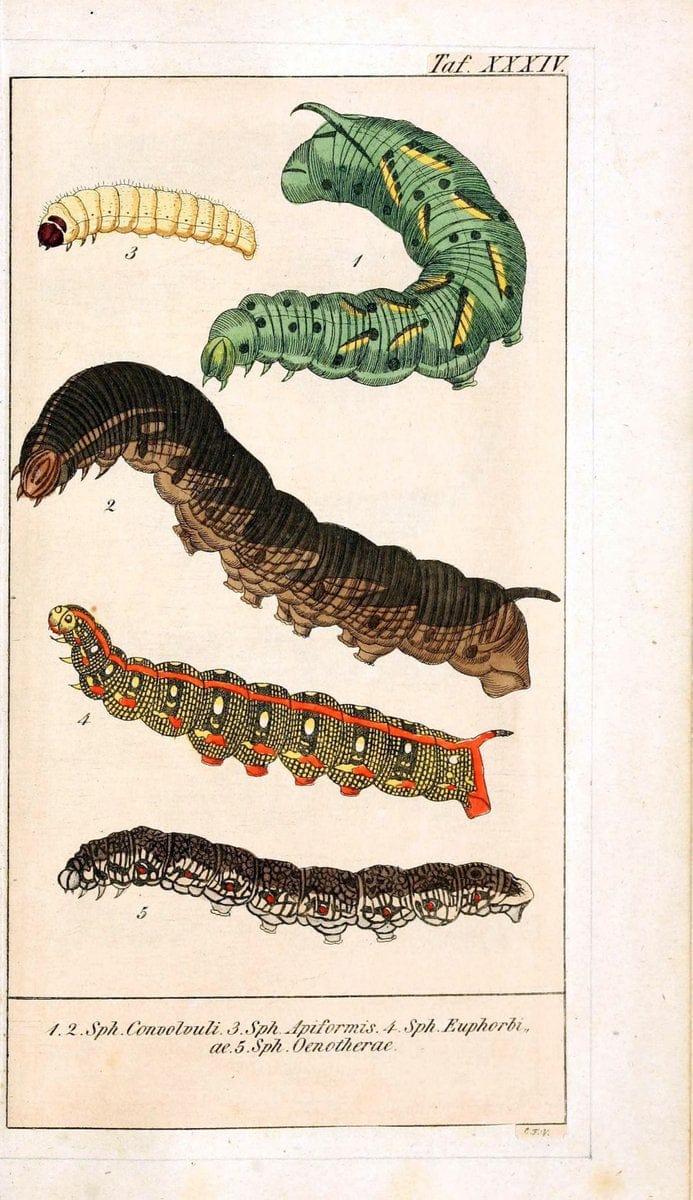 Chronologischer Raupenkalender, oder, Naturgeschichte der europÃ¤ischen RaupenBerlin :Im Verlage von Theodor Bade,1837. |  | Vintage Print Reproduction 447247