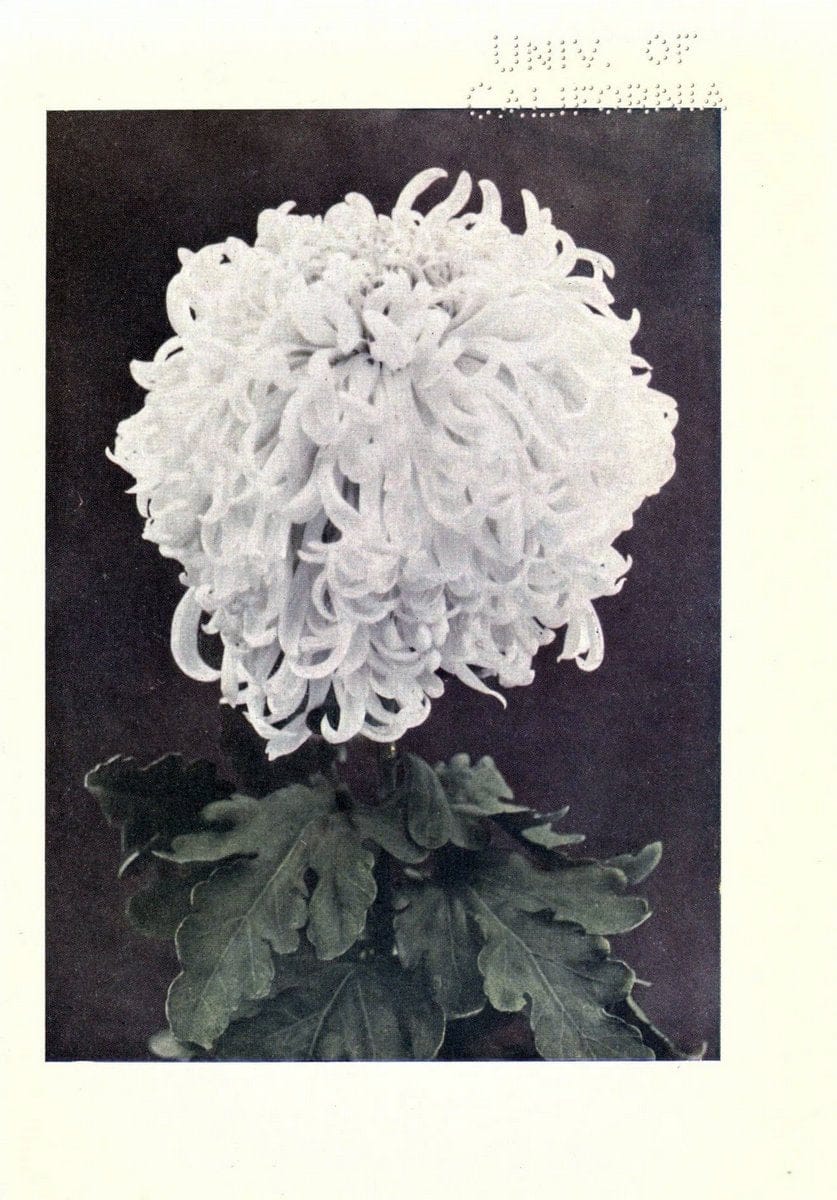 Chrysanthemums /.New York :Frederick A. Stokes Co. [ca1914]. | Chrysanthemums Floriculture  | Vintage Print Reproduction 447248