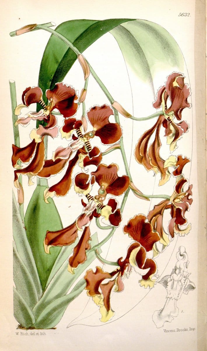 Curtis's botanical magazine. London ; New York [etc.] :Academic Press [etc.]. | "Botanical illustration" Botany Periodicals "Pictorial works" "Plants, Ornamental"  | Vintage Print Reproduction 447253