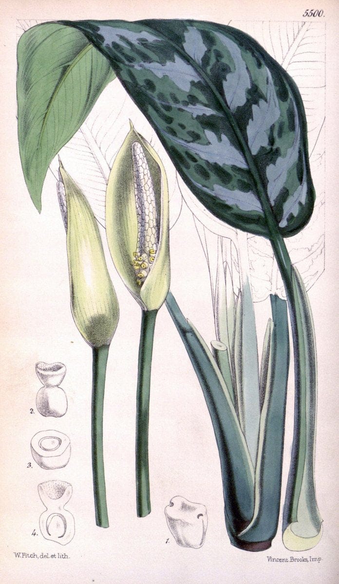 Curtis's botanical magazine..London ;New York [etc.] :Academic Press [etc.]. |  | Vintage Print Reproduction 447263