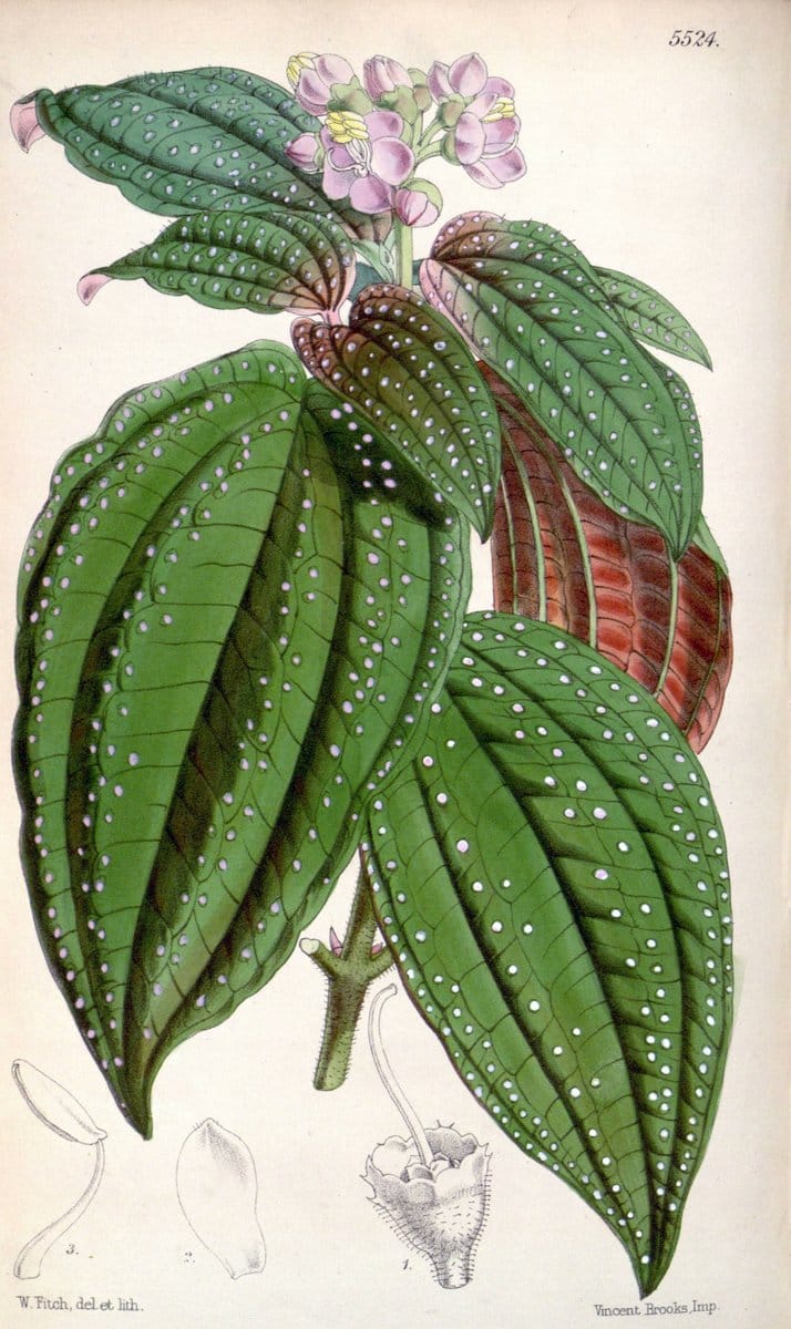 Curtis's botanical magazine..London ;New York [etc.] :Academic Press [etc.]. |  | Vintage Print Reproduction 447265