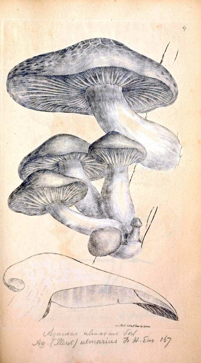 Coloured figures of English fungi or mushrooms. London,Printed by J. Davis,1797-[1809]. | England Mushrooms  | Vintage Print Reproduction 447274