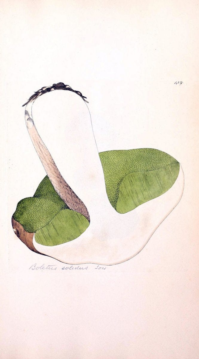 Coloured figures of English fungi or mushrooms. London,Printed by J. Davis,1797-[1809]. | England Mushrooms  | Vintage Print Reproduction 447275